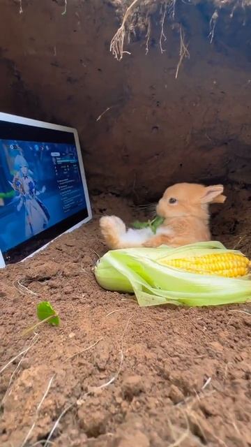 Rabbit is watching a movie at home leisurely and petting a cute rabbit. A cute little pet in the co смотреть онлайн