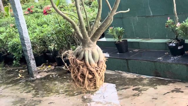 Sứ nguyên thủy đế nôm (800k,bao ship)29/5/2024lh0342806294 смотреть онлайн