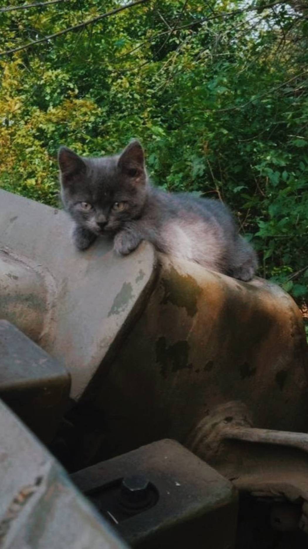 Кот «Людоед». Миномёт «Красавчик». История фронтовых талисманов