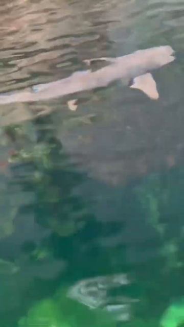 தமிழ் girl visited moody garden #babyshark #kids #fun #shotoniphone #kidsvideo #kidsfun #funvideo смотреть онлайн