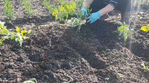 Посадка ТОМАТОВ по методу МАСЛОВА.