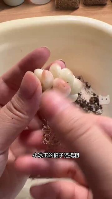 多肉上盆记录｜一群粉嫩小包子上盆 смотреть онлайн
