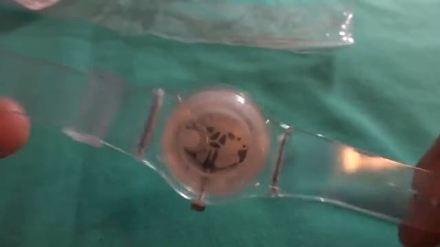 Quartz Watch with Rose Shape Plastic Band Round Dial for Women - TRANSPARENT from gearbest.com смотреть онлайн