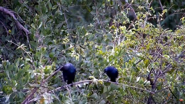 Скворцы. Африка - Starlings. Africa смотреть онлайн