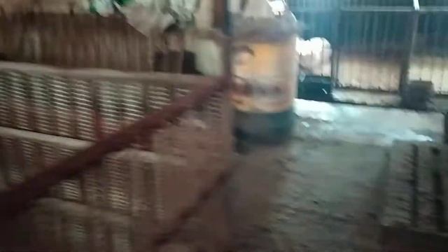 Откорм поросят. смотреть онлайн