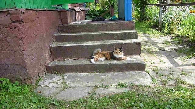 На даче Алиса. смотреть онлайн
