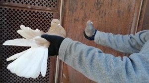 Голуби Лозоватского.Фильм 81.