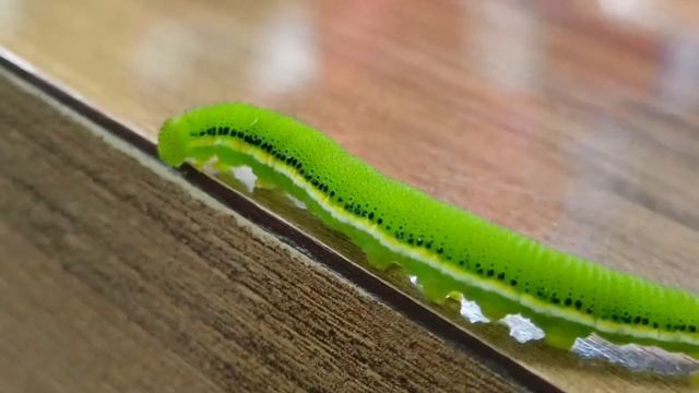 catopsilia florella смотреть онлайн