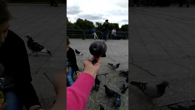 Голуби едят с рук))) парк Царицыно смотреть онлайн
