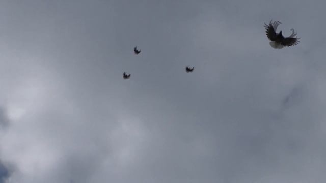 СВГ у Миши в Крыму 2018 смотреть онлайн