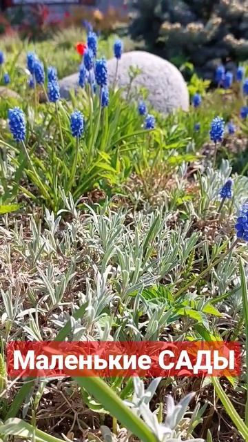 Маленький сад. Озеленение #садовые #всаду #всаду #озеленение смотреть онлайн