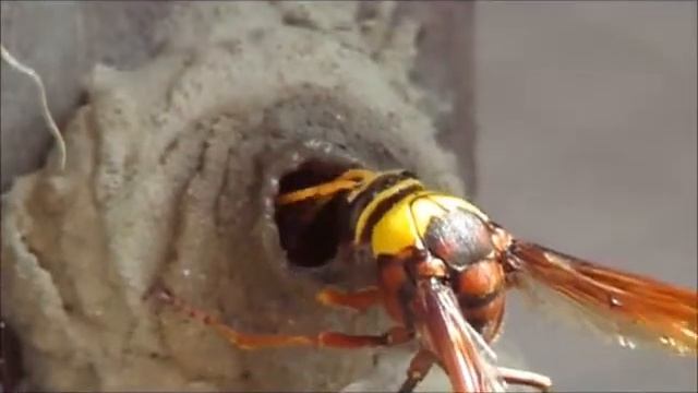 黃胸泥壺蜂啣泥築巢100.10.17 смотреть онлайн