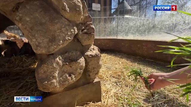 ВЕСТИ-КРЫМ «Звериные истории»: выпуск 16.04.2025