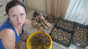 14 апреля 2025 года. За продуктами на Пасху. Георгины на проращивание.