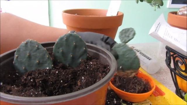 OPUNTIA, PRICKLY PEAR CARE AND UPDATE смотреть онлайн