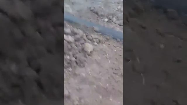 Орех Пречорноморья, работа в командировке за долги смотреть онлайн