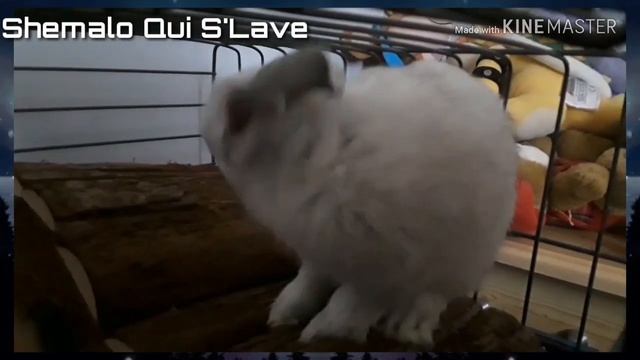 La Vidéo Bonus Que J'ai Faites Quand Je Manuiyer 🐇🐰 смотреть онлайн