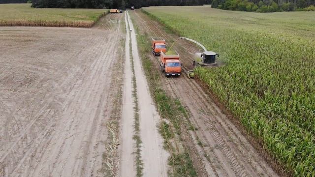 Беларусь. Кукуруза под защитой «Августа» смотреть онлайн