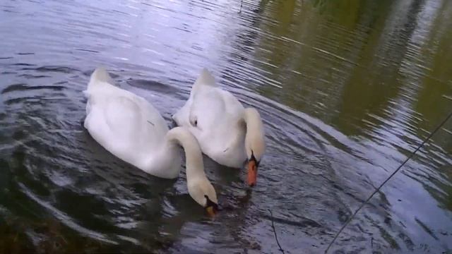 Лебедь- шипун в парке.Mute swan in the park смотреть онлайн
