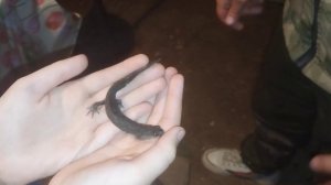 Черная Ящерица:)Поселилась у Нас Этим Летом на Летней Кухне:)