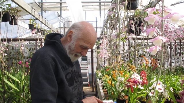 2 Orchidee Mini Fiorite Ora: Dryadella Simula E Vanda Cristata