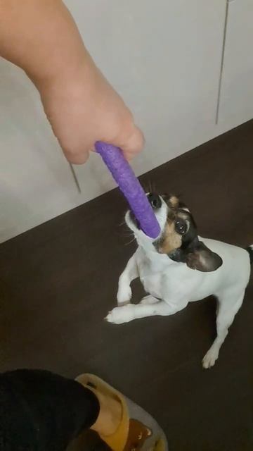 МОЯ ЛЮБИМАЯ УАРДА🐕