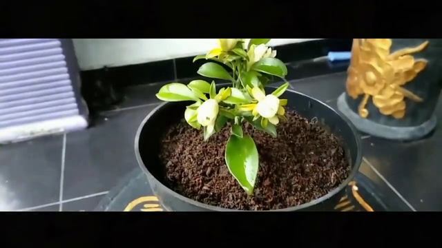 SAKTI ‼️ ORA PRO NUBIS, KECIL-KECIL SUDAH BERBAKTI смотреть онлайн