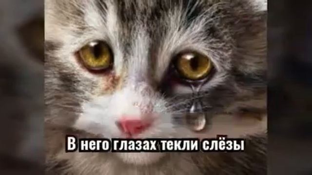 История без домного кота! Грустная история. смотреть онлайн