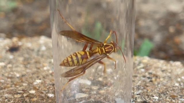 EXECUTIONER WASP? STUNG by a POLISTES APACHUS (Apache Paper Wasp) смотреть онлайн