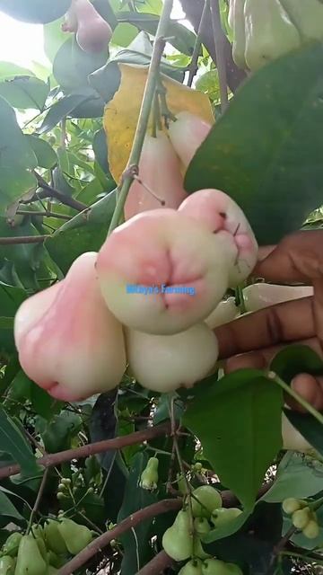 Rare variety of water Apple pink with white colour at my home #nithyasfarming #shorts смотреть онлайн