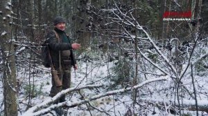 Собака на охоте. Карело-финская лайка. На белку