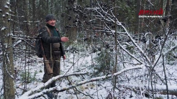 Собака на охоте. Карело-финская лайка. На белку