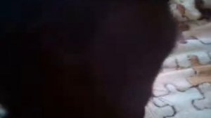 Котик испугался молнию