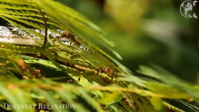 животные Амазонки смотреть онлайн