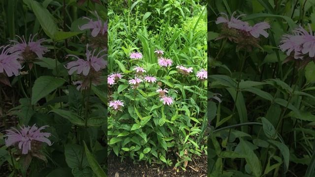 Monarda bradburiana смотреть онлайн
