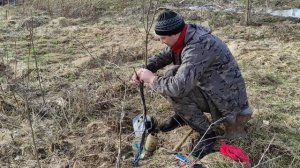 Весенняя прививка черешни с помощью прививочного секатора! #прививкадеревьев #дача #огород