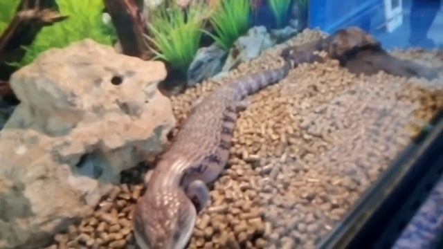 Ящерица спит смотреть онлайн