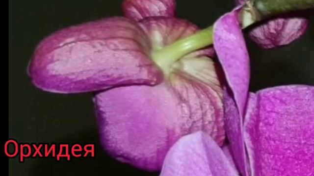 Комнатные_растения на букву О, П смотреть онлайн