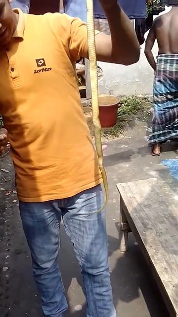 Bisser sera sapkhor।।।একটি সাপ কি ভাবে খাওয়া হয় দেখুন। смотреть онлайн