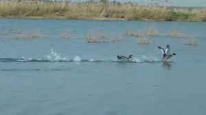 Большая поганка   красивая птица с некрасивым названием. Чомга.