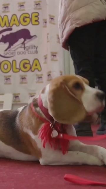 VOLGA CYNO | кинологический форум | кинолог Артём Киселёв | Псарь | Дрессировка собак в Самаре смотреть онлайн