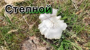 Первые грибы | 13 апреля 2025