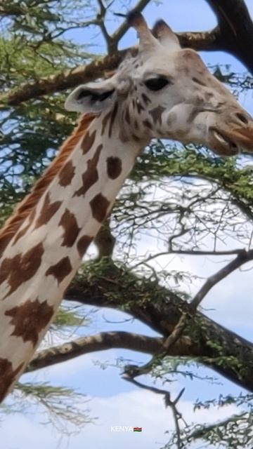 wildlife Direct смотреть онлайн