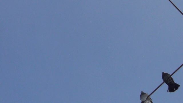 подпугивание Николаевских голубей 16 01 2021г смотреть онлайн