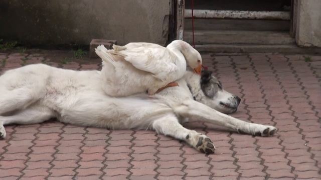 Гусь собаке товарищ смотреть онлайн