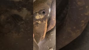 Газ 3110 снятие поддона с 402 двигателя.