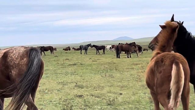 Обход табун лошадей. 🐎🐎🐎. #айгыр #жеребец #коневодство #лошади #жылкы #кони # смотреть онлайн