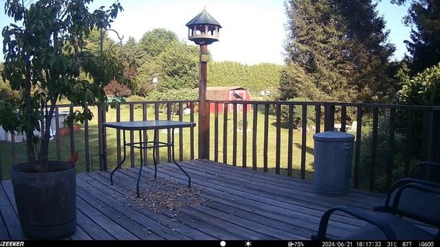 June 28th 2024 Deck Trail Camera Compilation Part Q смотреть онлайн
