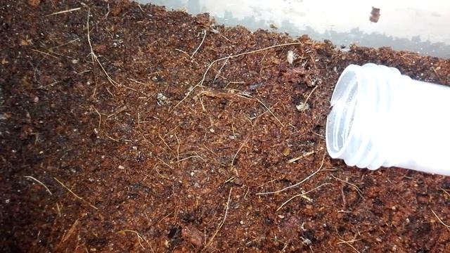 Anochetus risii hunting cricket смотреть онлайн