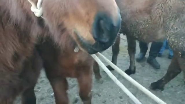 Базарда аттар аз / Тайлардын баалары жакшыле смотреть онлайн